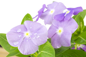 Obraz premium 水滴のついた紫の日々草の花