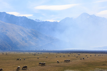 Fototapeta premium Sheepfarm and Mountains in the morning