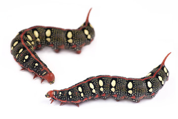 Caterpillar Spurge Hawk-moth (Hyles euphorbiae)