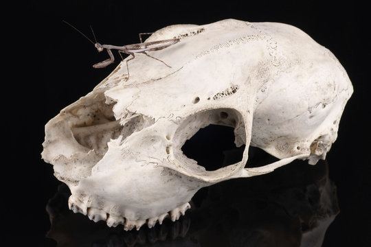 Skull and Mantis (Parasphendale affinis) on a black background