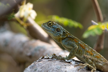 Bearded dragon