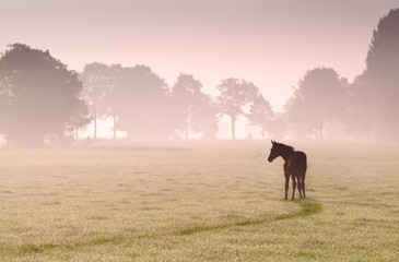 foal silhouette on pasture in fog - obrazy, fototapety, plakaty