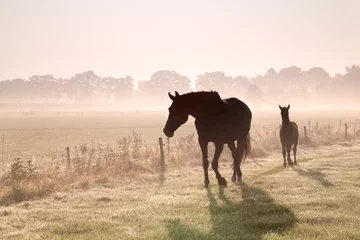 Foto op Plexiglas paard en veulen silhouetten in de mist © Olha Rohulya