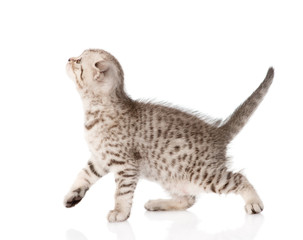 scottish kitten walking. isolated on white background