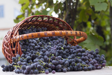 baskets with nature grapes