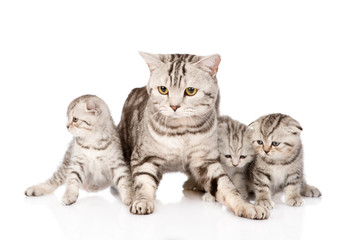 adult cat with kittens. isolated on white background