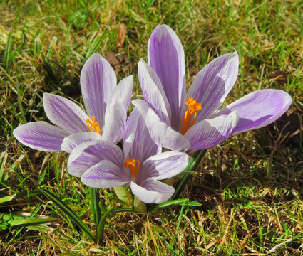 crocus flowers