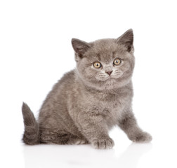little british shorthair kitten looking at camera. isolated on w