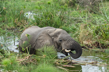 Elephant bathing