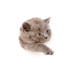 playful scottish kitten in paper side torn hole. isolated on whi