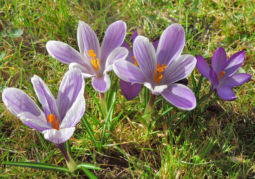 crocus flowers