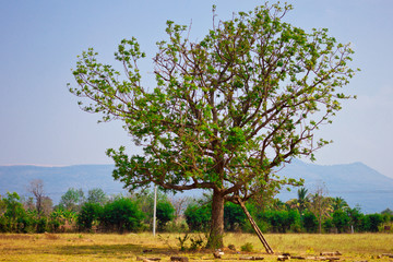 A tree in the green field