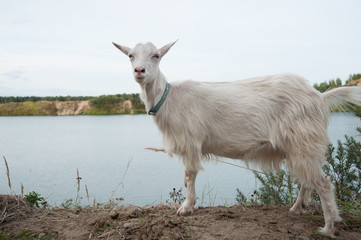 symbol of the year-goat