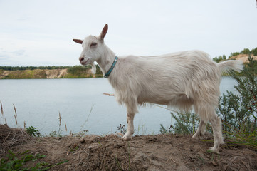 Obraz na płótnie Canvas symbol of the year-goat