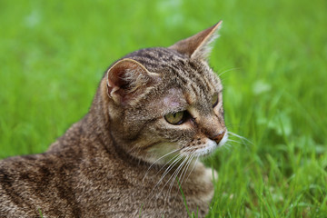 Chat