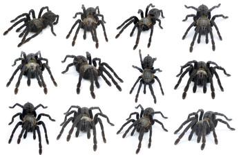 Collection Tarantula Isolated on white background
