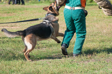German Shepherd dog attacking on the dog training course