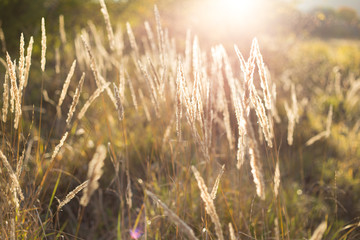 Lago-Naki,  North Caucasus, Russia