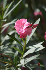 Pink oleander flower