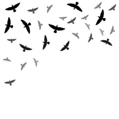 Background with birds silhouettes