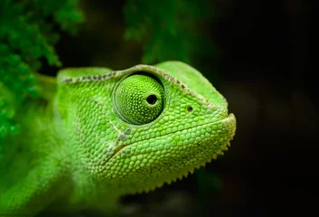 Foto op Plexiglas Kameleon Groene kameleon