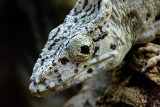 Young False Chameleon