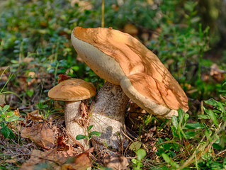 two orange-cap boletus