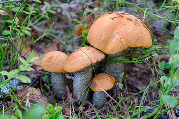 orange-cap boletus family