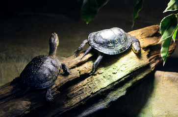 Fototapeta premium Two wild small turtles in zoo