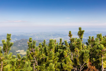 Fototapeta premium Tatras Mountains covered by green pine forests, Poland.