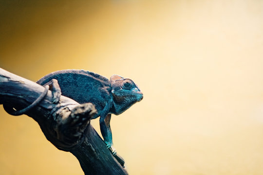 Blue Chameleon On Tree Branch