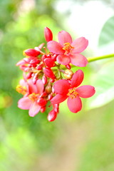 red spicy jatropha or Peregrina, Spicy jatropha on green leaf