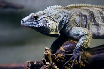 Blue iguana on tree branch