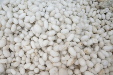 background of cocoons