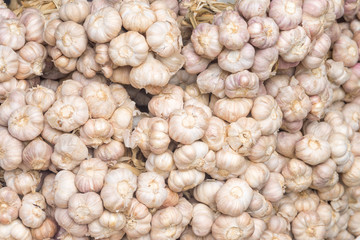 Common Garlic arrange in a row