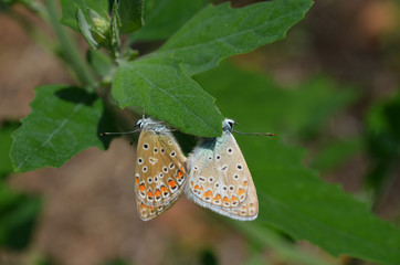 Two mating common blue butterflies on a leaf