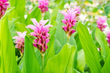 Fototapeta premium Siam tulip in the garden