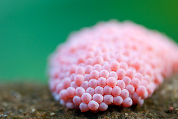 snail eggs