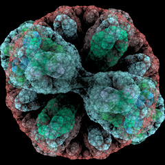 Symmetrical growth of bacteria