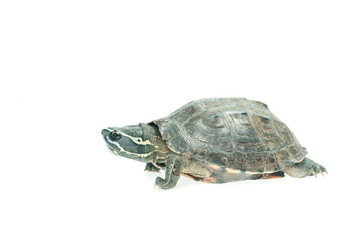 Obraz premium Turtle on white background