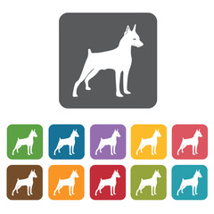 Doberman icon. Dog icons set. Rectangle colourful 12 buttons. Ve
