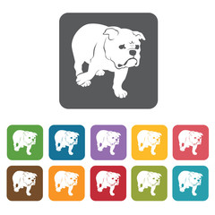 Bulldog icon. Dog icons set. Rectangle colourful 12 buttons. Vec