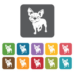 Chihuahua icon. Dog icons set. Rectangle colourful 12 buttons. V