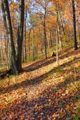 Kickapoo State Park Autumn Landscape Illinois