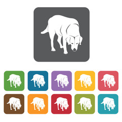 Labrador icon. Dog icons set. Rectangle colourful 12 buttons. Ve