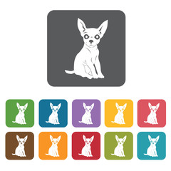 Chihuahua icon. Dog icons set. Rectangle colourful 12 buttons. V
