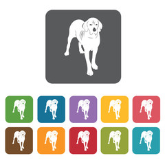 Labrador icon. Dog icons set. Rectangle colourful 12 buttons. Ve