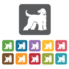 Collie icon. Dog icons set. Rectangle colourful 12 buttons. Vect