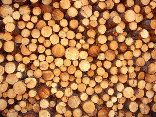Stack of Jack Pine (Pinus banksiana) Logs in Michigan