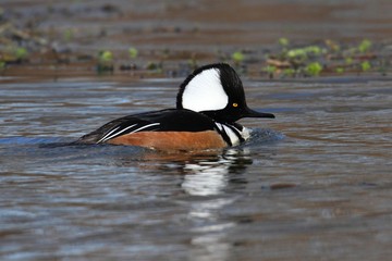 Male Hooded Merganser